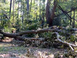 Downed trees nearby