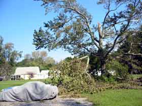 Tree almost his the Miata - Yikes!