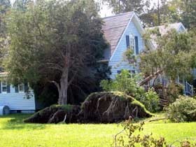 Two cedar tress laying on our office