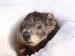 groundhog in snow